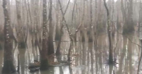 The cypress swamps surrounding Gryphon's Nest